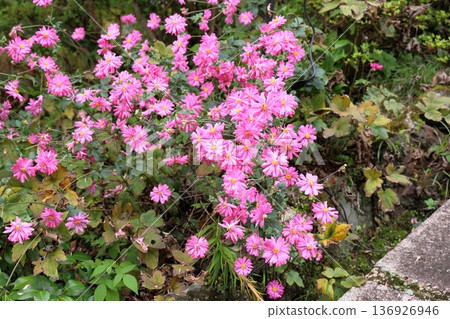 Anemone flowers in full bloom 136926946