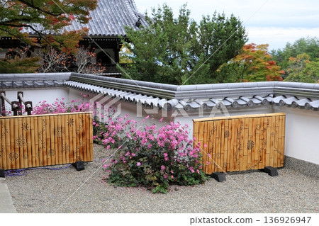 Anemone flowers in full bloom 136926947