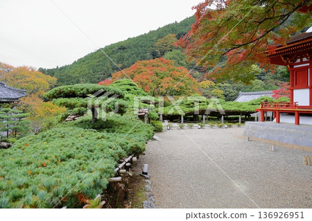 Vivid Maple Leaves Vivid Maple Leaves 136926951
