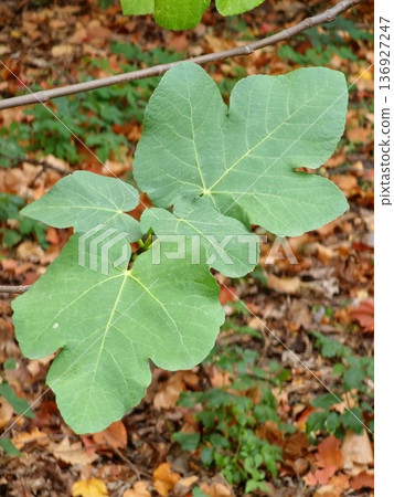 A close-up of green fig leaves against a backdrop of fallen yellow foliage. 136927247