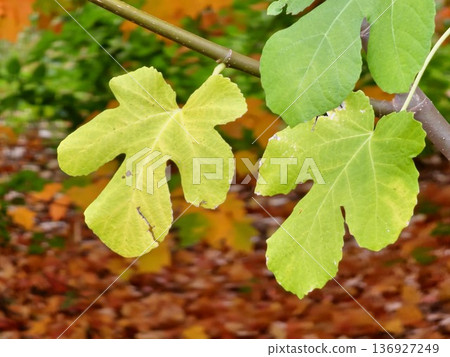 Close-up of yellowing fig tree leaves in autumn in a botanical garden in Dnipro, Ukraine. Close-up of yellowing fig tree leaves in autumn in a botanical garden in Dnipro, Ukraine. 136927249