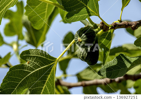 Delicious Fig fruits or Ficus carica against a blue sky in spring 136927251