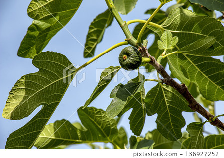 Fig is the edible fruit of Ficus carica growing on trees in the Mediterranean and Asia. The genus Ficus, contains over 800 tropical and subtropical plant species. Fig is the edible fruit of Ficus carica growing on trees in the Mediterranean and Asia. The genus Ficus, contains over 800 tropical and subtropical plant species. 136927252