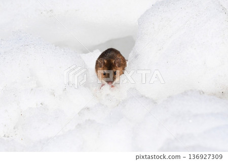 雪和老鼠 雪和老鼠 136927309