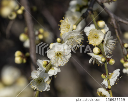 公園裡盛開的白梅花 136927339