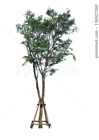 Dalbergia oliveri tree Dalbergia oliveri tree 136927360