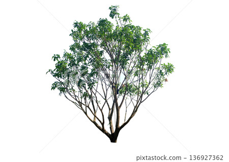 Xanthophyllum lanceatum tree Xanthophyllum lanceatum tree 136927362