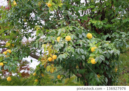 榅桲大豐收 136927976