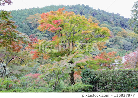 色彩絢麗的楓葉 色彩絢麗的楓葉 136927977