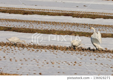 Swan Snow Rice Field Iiyama Swan Snow Rice Field Iiyama 136928271