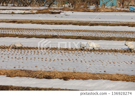 Swan Snow Rice Field Iiyama Swan Snow Rice Field Iiyama 136928274