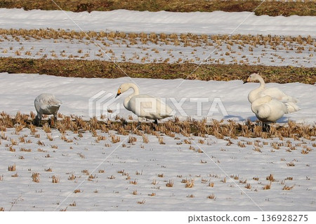 Swan Snow Rice Field Iiyama Swan Snow Rice Field Iiyama 136928275