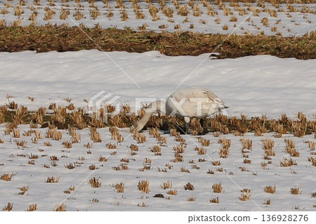 Swan Snow Rice Field Iiyama Swan Snow Rice Field Iiyama 136928276