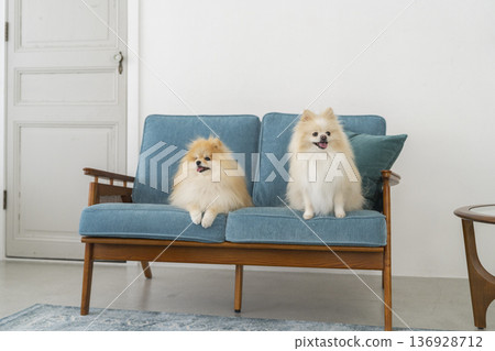 Two Pomeranians sitting on a sofa Two Pomeranians sitting on a sofa 136928712