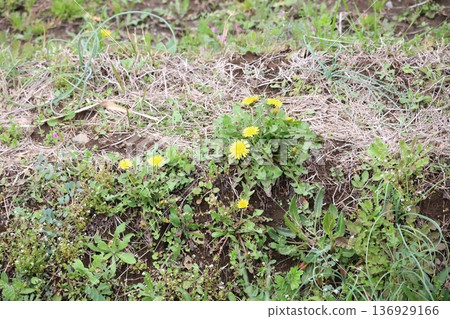 Dandelions blooming on the edge of a rice field Dandelions blooming on the edge of a rice field 136929166