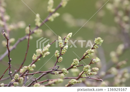 春天柳樹的嫩芽萌發 春天柳樹的嫩芽萌發 136929167