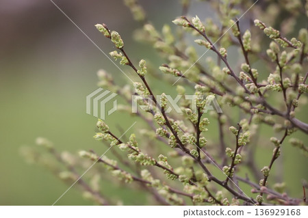 Willow buds sprouting in spring Willow buds sprouting in spring 136929168