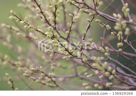 Willow buds sprouting in spring Willow buds sprouting in spring 136929169