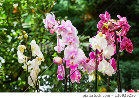 Creative spring garden idea with white and pink phalaenopsis orchid flower blooming. Tropical plant for home decoration design and floral market sale. Creative spring garden idea with white and pink phalaenopsis orchid flower blooming. Tropical plant for home decoration design and floral market sale. 136929256