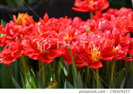 Bright red peony tulip flower blooming in spring garden. Beautiful double tulip plant with green leaf for creative floral background and decor idea. Bright red peony tulip flower blooming in spring garden. Beautiful double tulip plant with green leaf for creative floral background and decor idea. 136929257