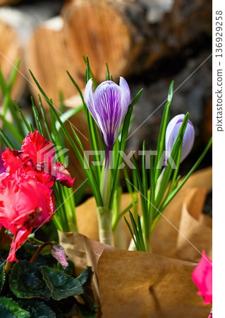 Beautiful striped purple crocus pickwick and pink cyclamen flower in paper wrap. Spring garden plant with green leaf for flower shop and nursery. Beautiful striped purple crocus pickwick and pink cyclamen flower in paper wrap. Spring garden plant with green leaf for flower shop and nursery. 136929258