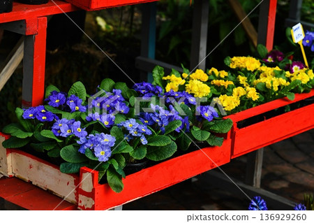 Blue and yellow primrose plant bloom in red wooden crate at plant shop. Vibrant spring primula polyanthus plant in pot on display in nursery. 136929260