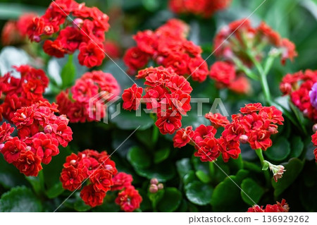 Red kalanchoe blossfeldiana plant in bloom. Vibrant flaming katy with green succulent leaf. Beautiful floral background for spring or summer. 136929262