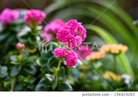 Vibrant pink kalanchoe blossfeldiana plant in bloom with green succulent leaf. Beautiful flaming katy close up for nature background or floral decor. 136929263