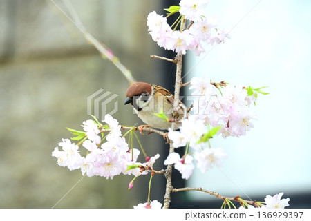 Sparrow perching on a cherry branch Sparrow perching on a cherry branch 136929397
