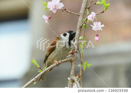 麻雀棲息在櫻桃樹枝上 136929398