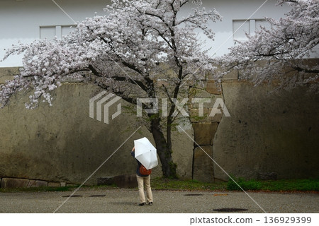 大阪城：正門處的巨石和櫻花 136929399