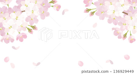 Cherry blossom watercolor background illustration dull pink 136929449