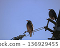 Starlings perched on power lines Early spring morning scenery 136929455