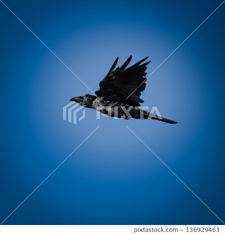 Torresian Crow in flight Torresian Crow in flight 136929463