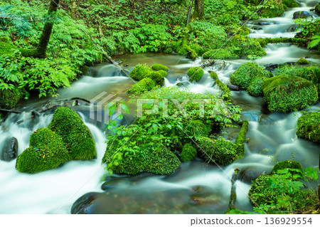 The flow of Shonizawa spring water in summer The flow of Shonizawa spring water in summer 136929554
