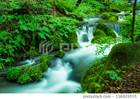 Shonizawa Spring Water in Summer (Tochigi) Shonizawa Spring Water in Summer (Tochigi) 136929555