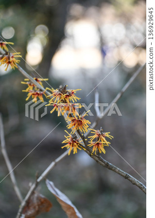 金縷梅花 136929645