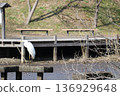 A white egret stands on a river in winter 136929648