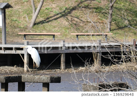 一隻白鷺鷥在冬天的河面上棲息。 136929648