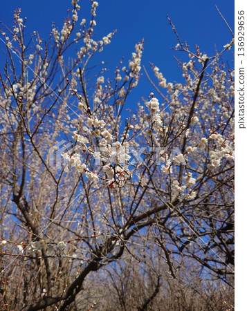 Plum Garden under the Blue Sky Plum Garden under the Blue Sky 136929656