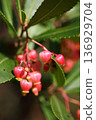 Red strawberry tree flower buds 136929704