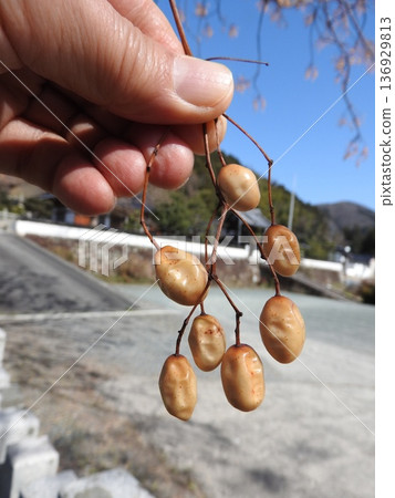 落葉樹“仙丹”果實 136929813