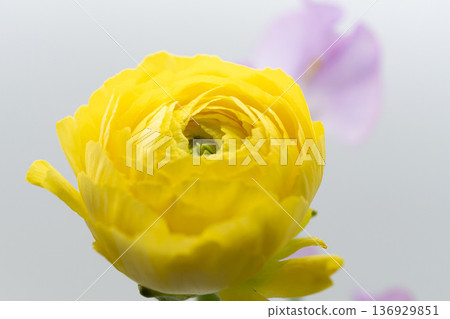 黃色毛茛和粉紅色香豌豆 黃色毛茛和粉紅色香豌豆 136929851