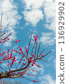 紅色李子開花和藍天 136929902