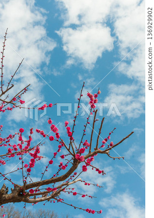 紅色李子開花和藍天 紅色李子開花和藍天 136929902