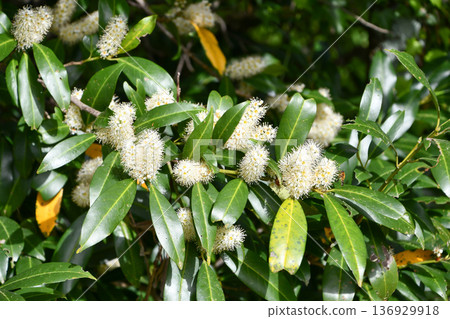 Cherry Laurel 136929918