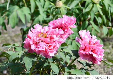 Peony 'Gyokuroshun' 136929919