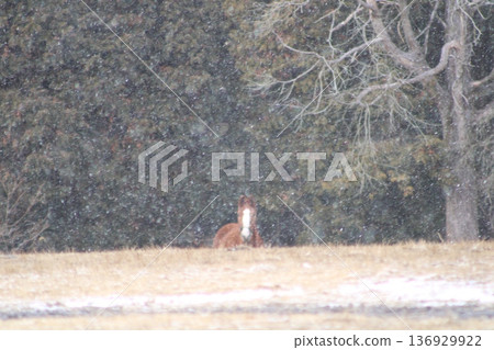 遠距離觀賞馬匹 136929922