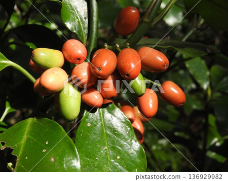 青木果在早春成熟 136929982