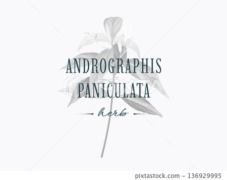 Black and white Andrographis paniculata plant with text 136929995